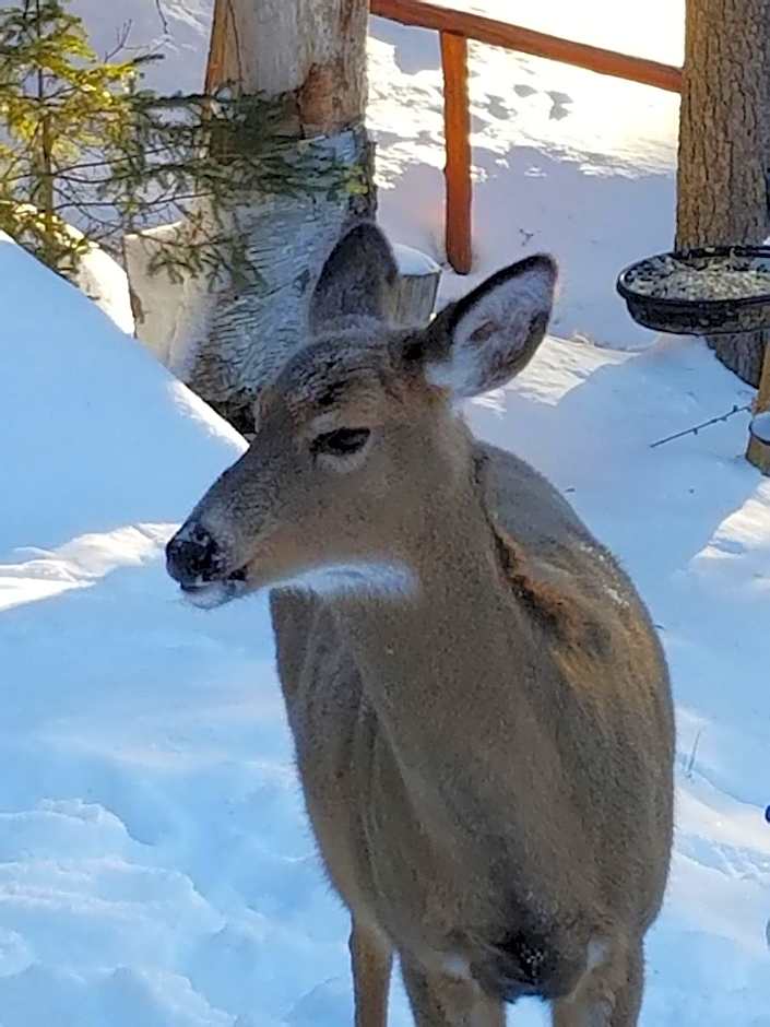 Kan-a-Mouche Pourvoirie Auberge et Chalets