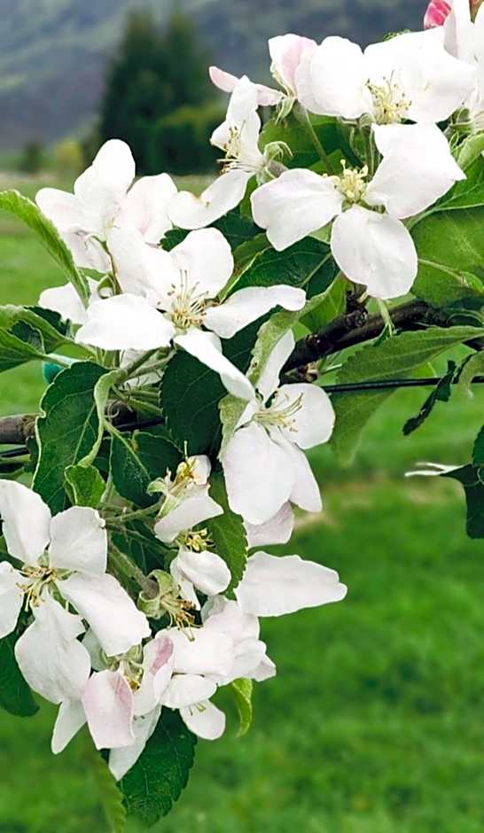 Athol Country Bed & Breakfast