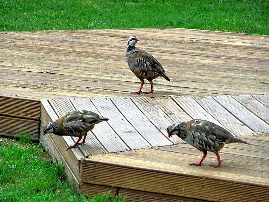 Applecross Sanctuary