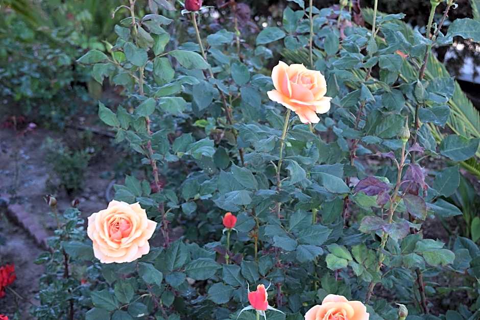 Rose Garden Inn