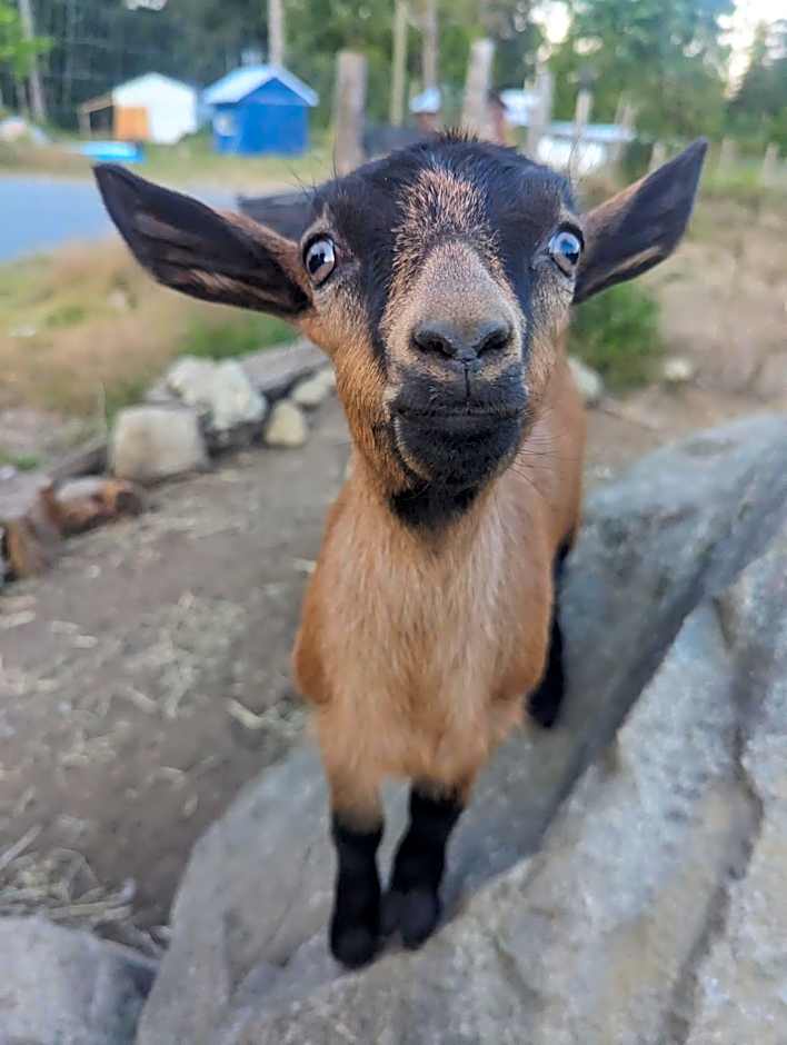 Tree Ring Cabin on 33 Acres