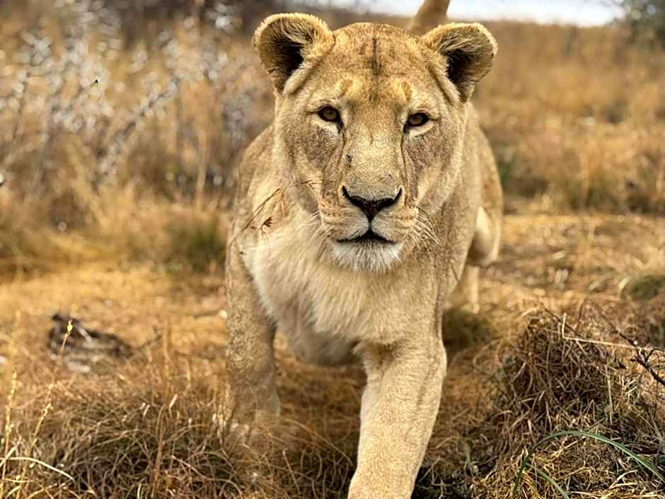 Weltevreden Game Lodge