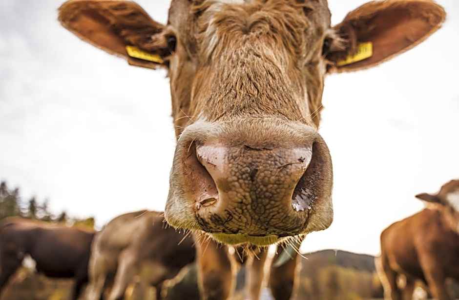 DAS ERZ Medical Spa & Hotel