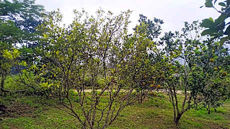 Pomelo Garden - Calm and Relax