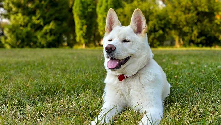 Magnuson Hotel Wauseon