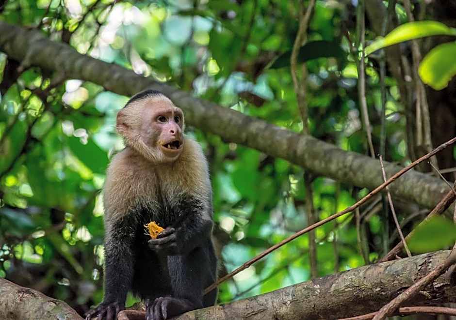 Hotel Manuel Antonio