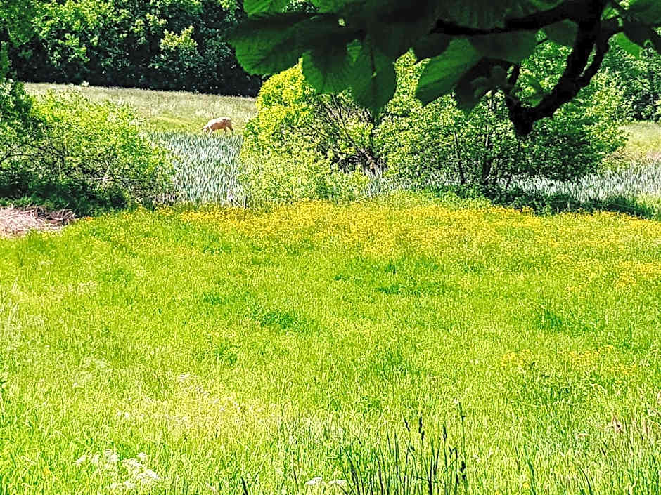 Pałac Pensjonat Ptaszynka