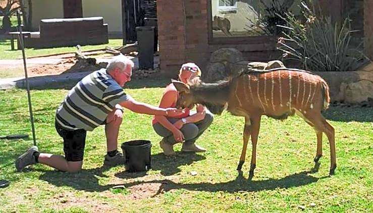 Ditholo Game Lodge Bela Bela