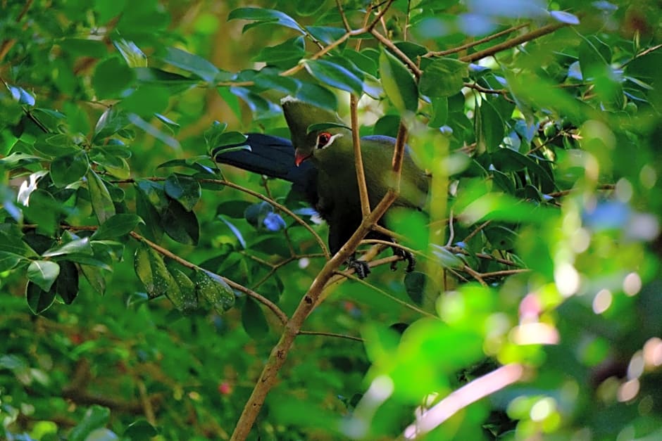 BWHALE guest house B&B