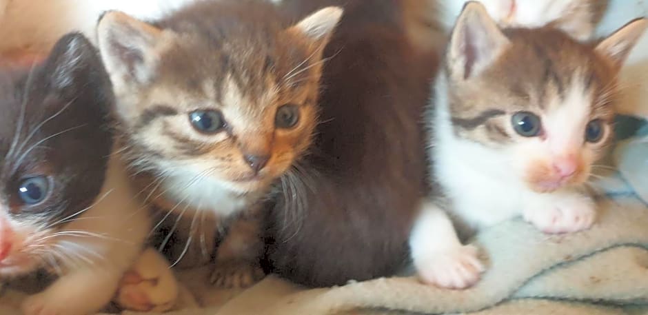 Chrom Ranch Reiterhof