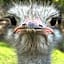 Old Mill Lodge, Seasonal Working Ostrich Farm & Restaurant, Oudtshoorn