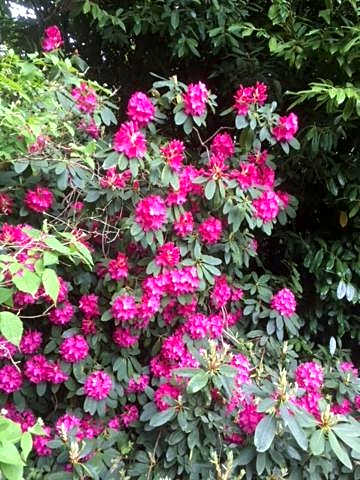 Claremont Coach House