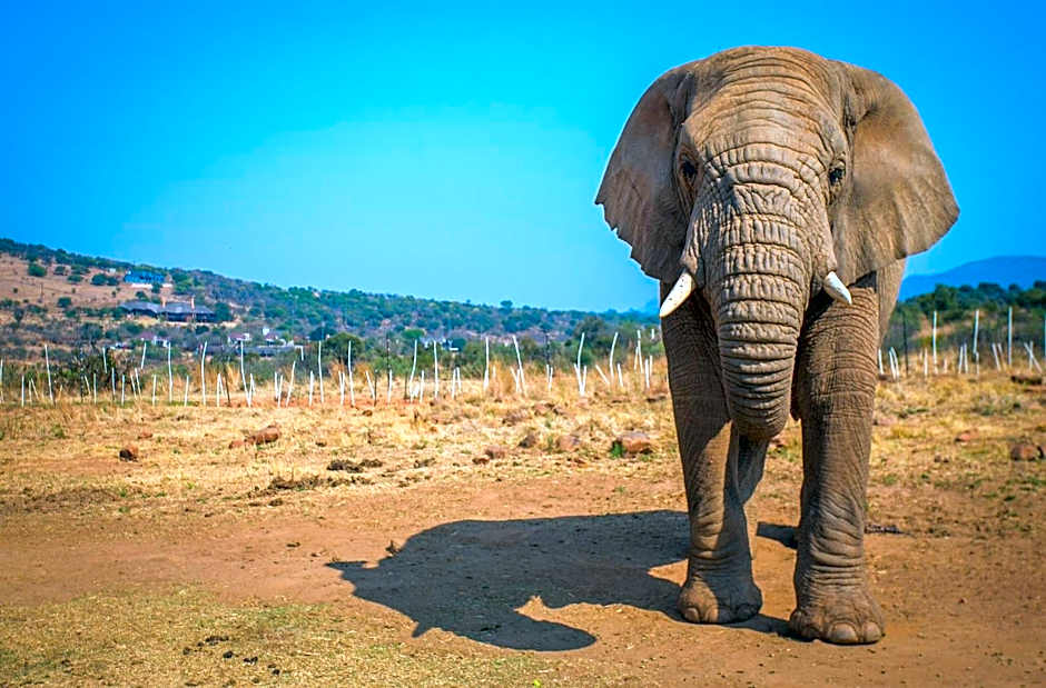 African Hills Safari Lodge & Spa