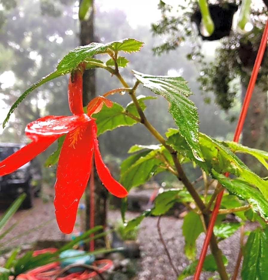 Chal¿inheiros de Gramado