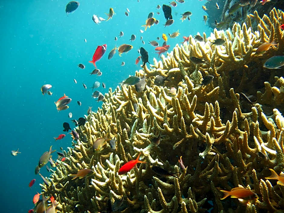 Oma In Pemuteran Bali