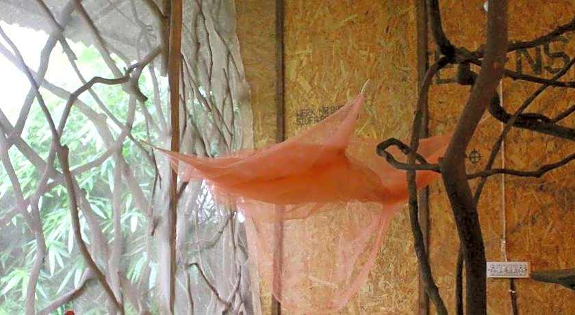 Saraya - Bed and Breakfast