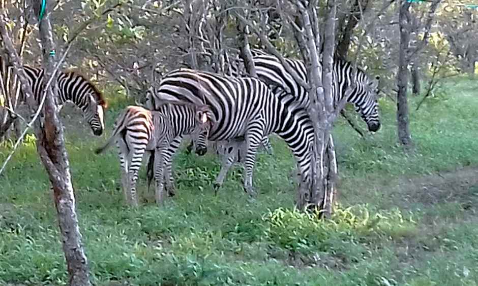 Nanisto Bush Lodge