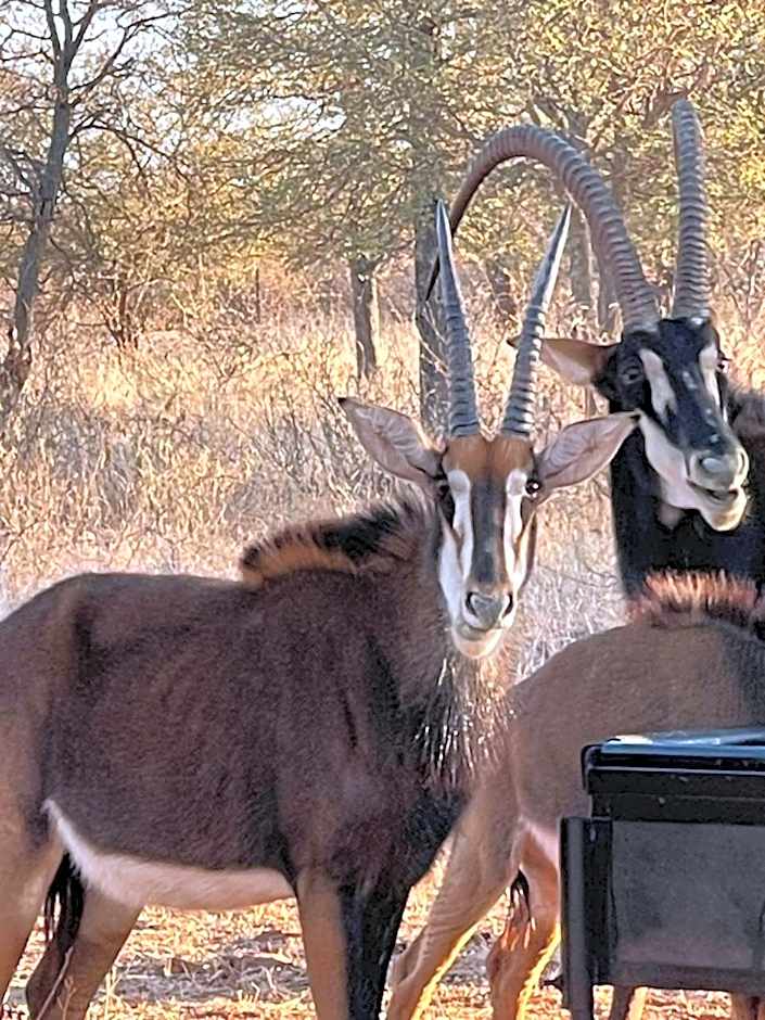 Winterfell Lephalale Lodge