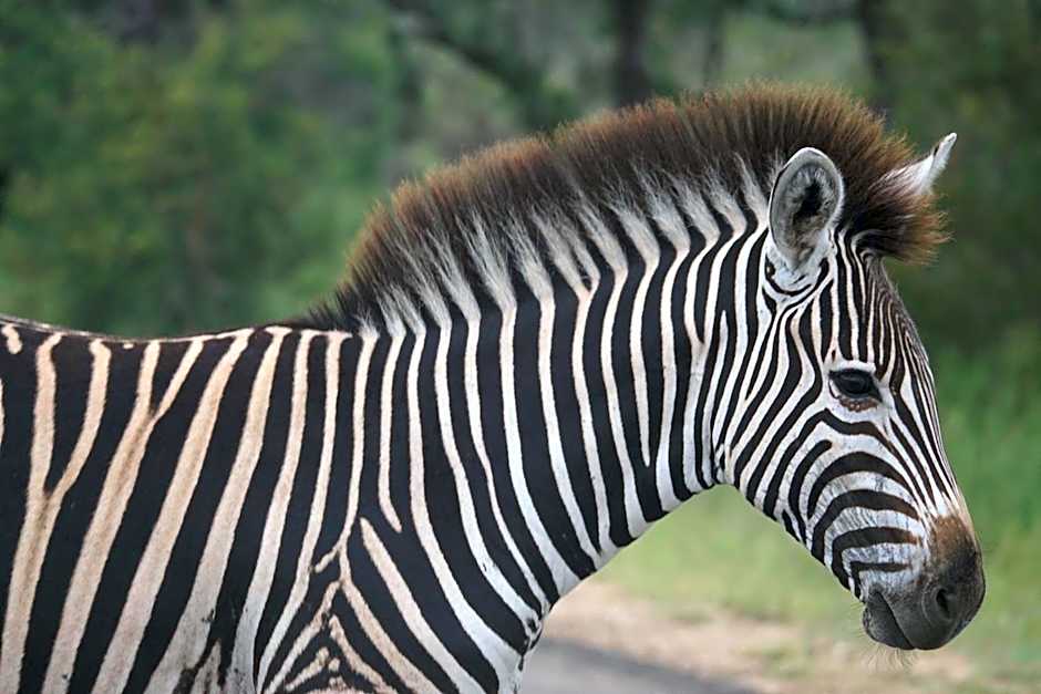 Bushbaby River Lodge