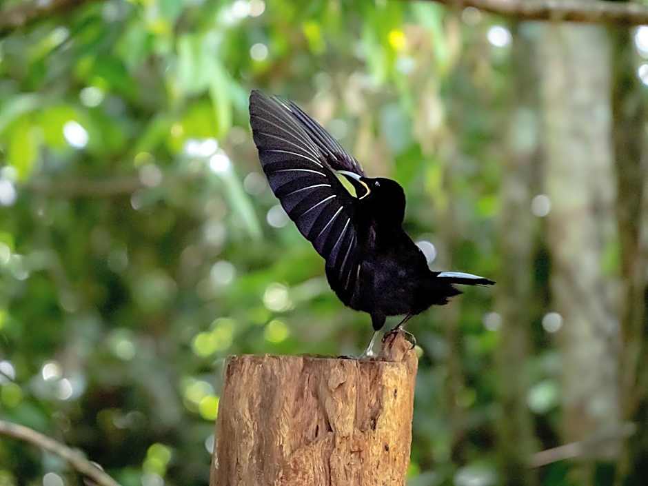 Chambers Wildlife Rainforest Lodges