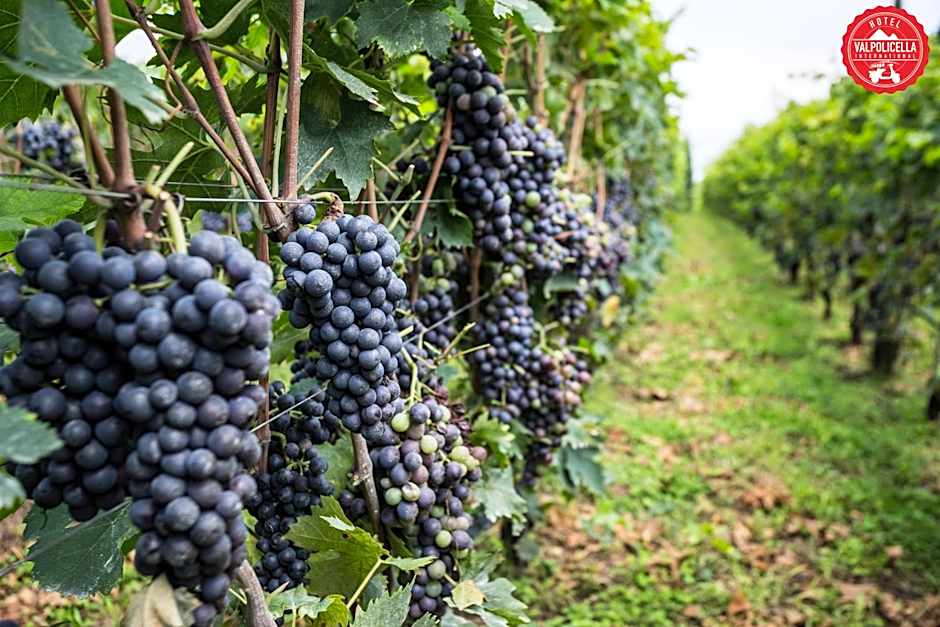 Hotel Valpolicella International