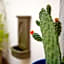 El Hotelito del Cotillo - Adults Only