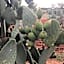 On Holiday Between Sky And Sea geco Di Campiglia pet friendly big garden