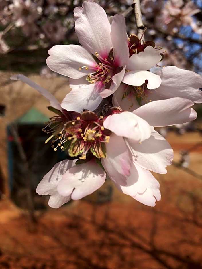 The Cradle Berry Farm