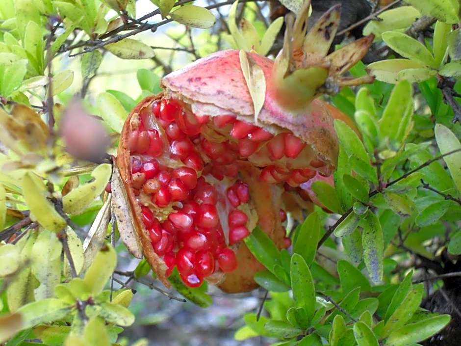 Agriturismo Il Casolare Di Bucciano