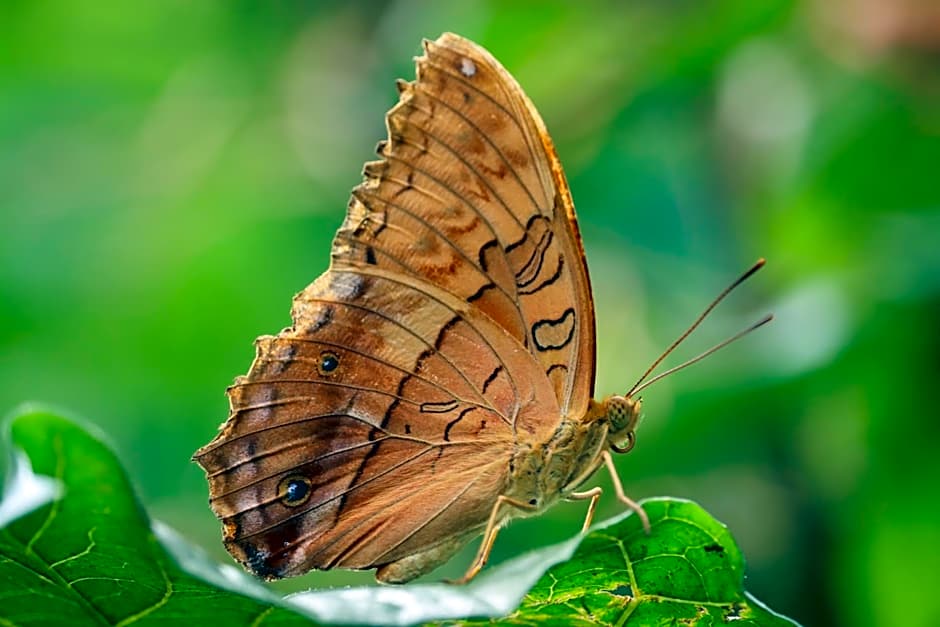Batchelor Butterfly Farm