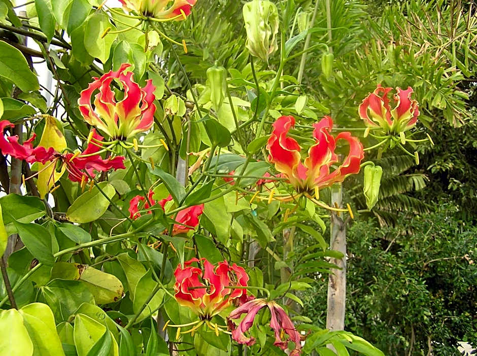 Clifton Sands Holiday Units