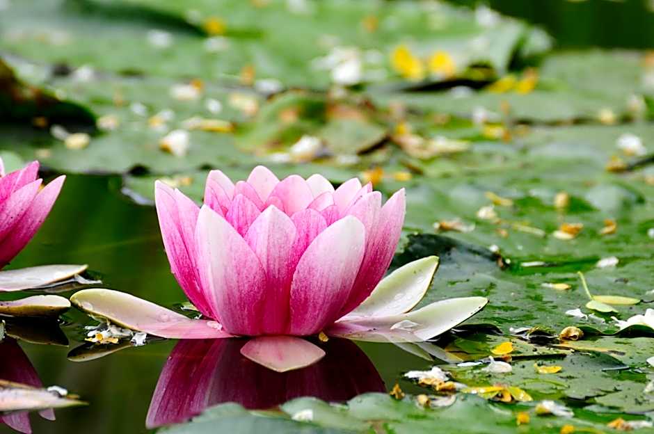 Hotel Schlossresidenz Heitzenhofen