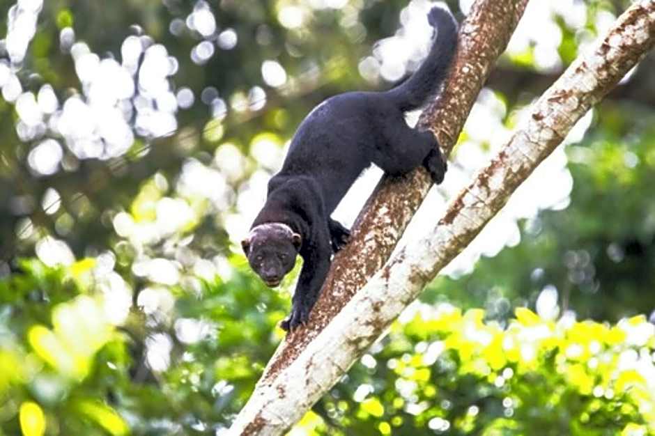 Chachagua Rainforest Hotel & Hot Springs