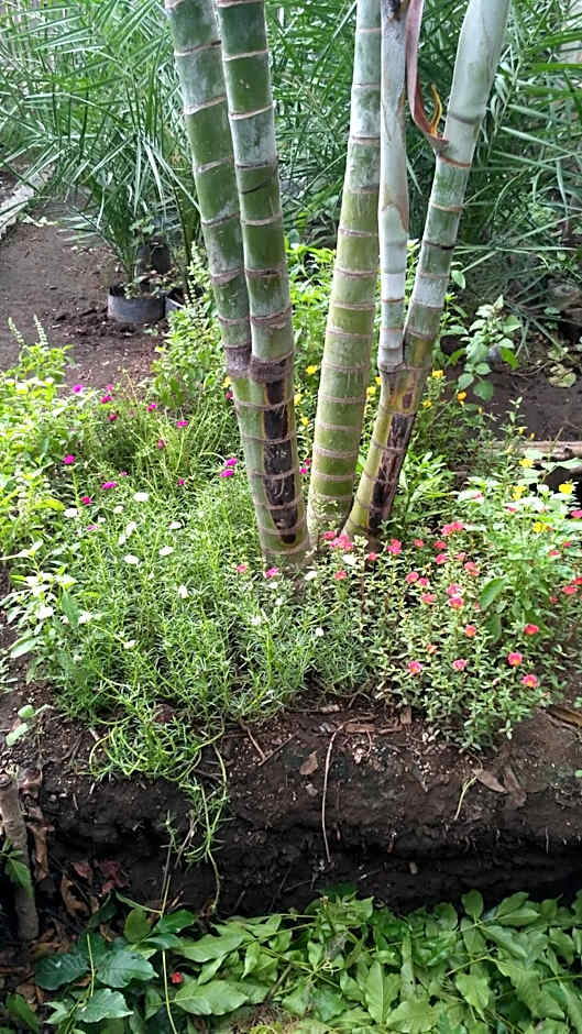 Mbah Mek Trawangan Homestay