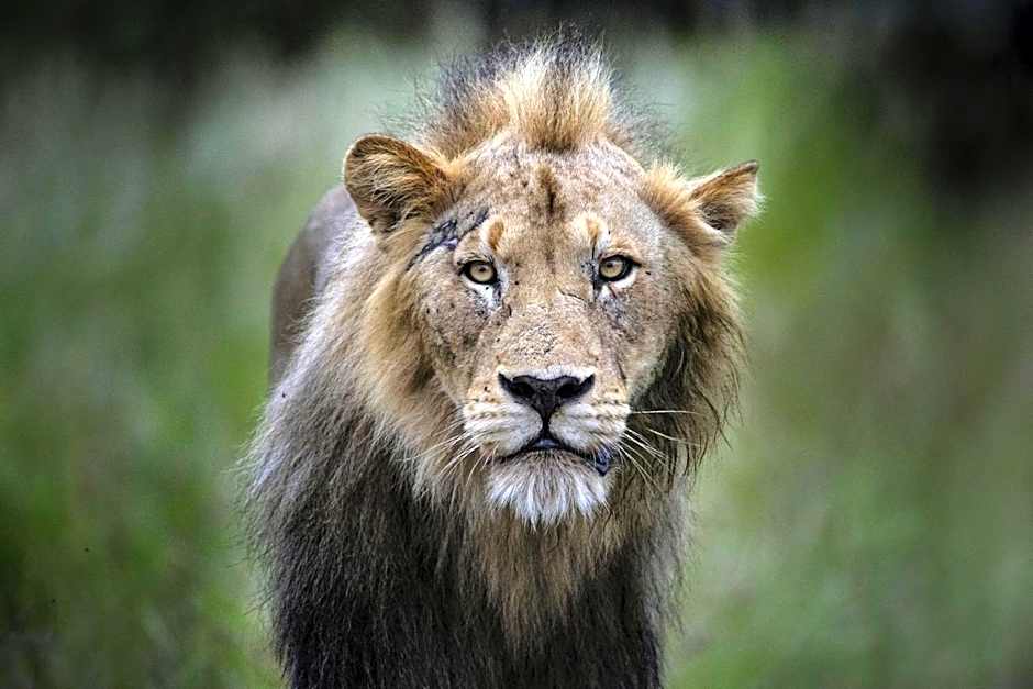 Simbavati Hilltop Lodge