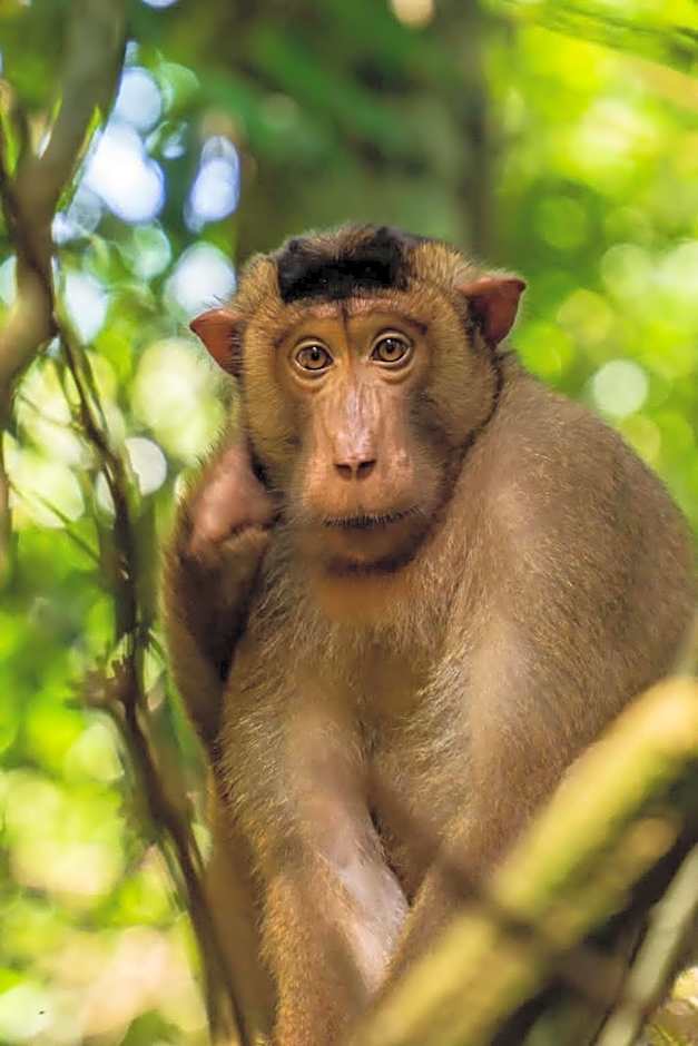 Asim Paris Guesthouse & jungle trekking