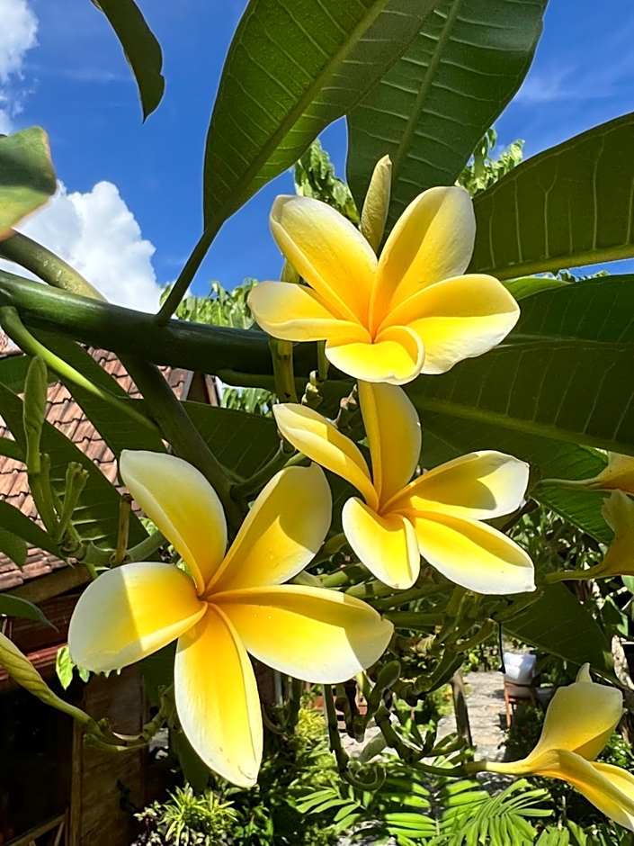 PINOKKIO B&B Restaurant