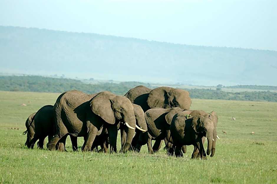 Mara Intrepids Tented Camp