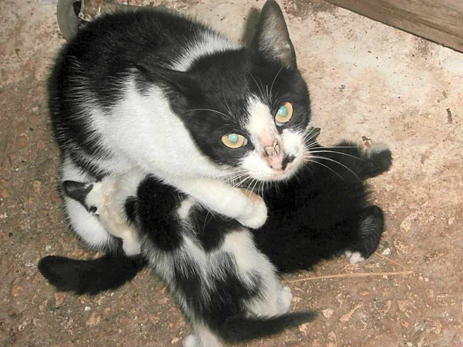 Pansion Porto Tsi Ostrias