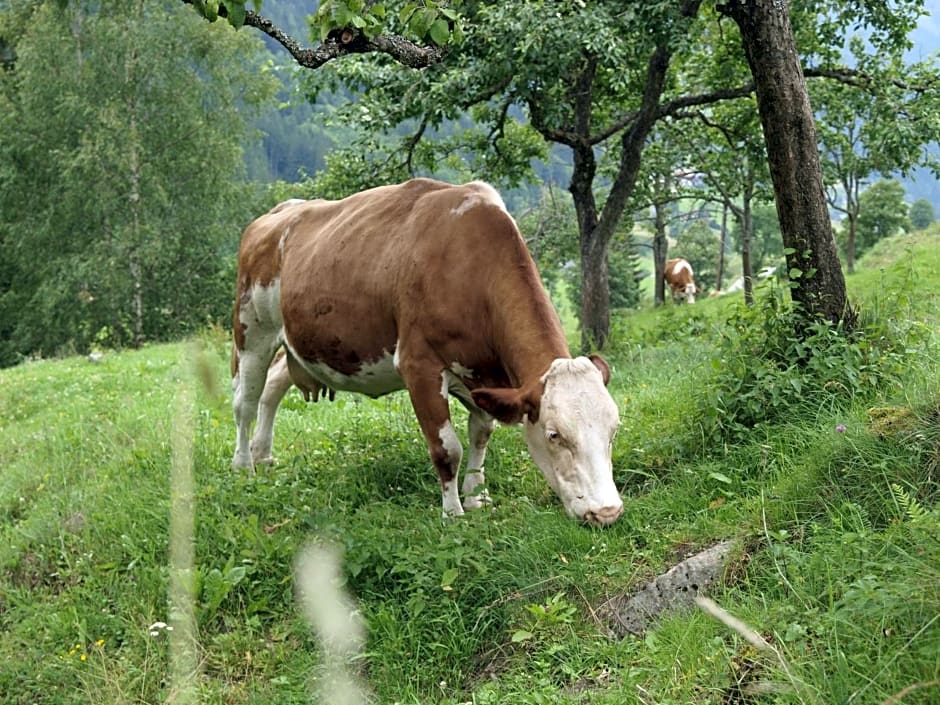 Biobauernhof Spieszschweiger