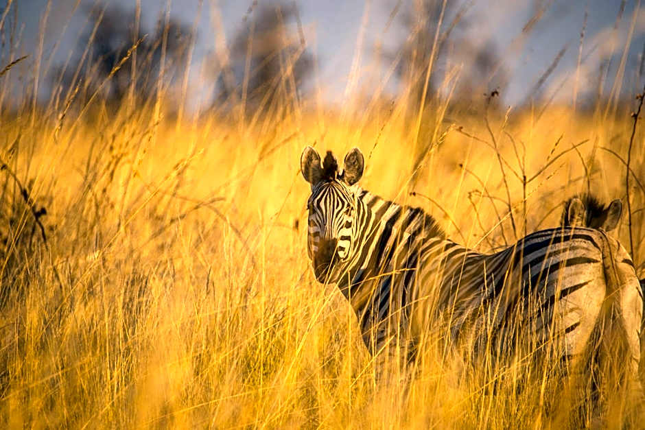 Ghoha Hills Savuti Lodge