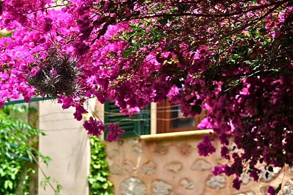 Casa Bougainvillea