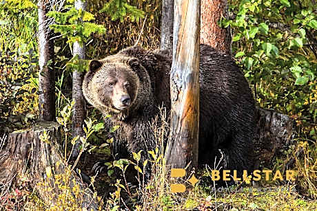 Palliser Lodge — Bellstar Hotels & Resorts