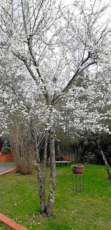 Gli Ulivi Bed & breakfast