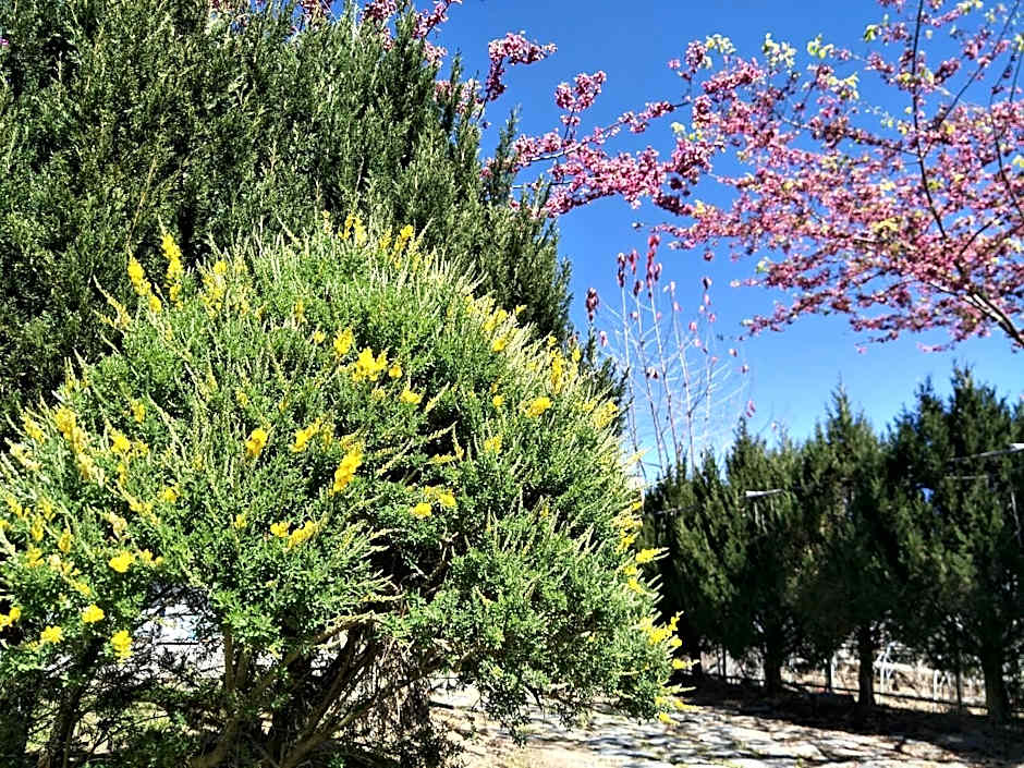 Flower and Star Garden Bed and Breakfast