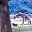 Caracal Lodge