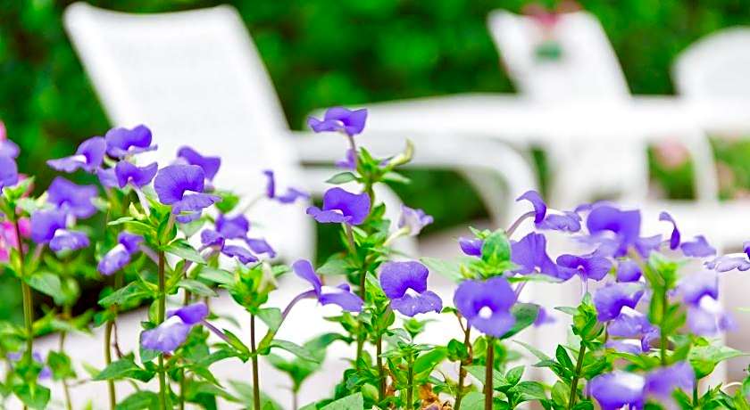 Lilac Relax Residence