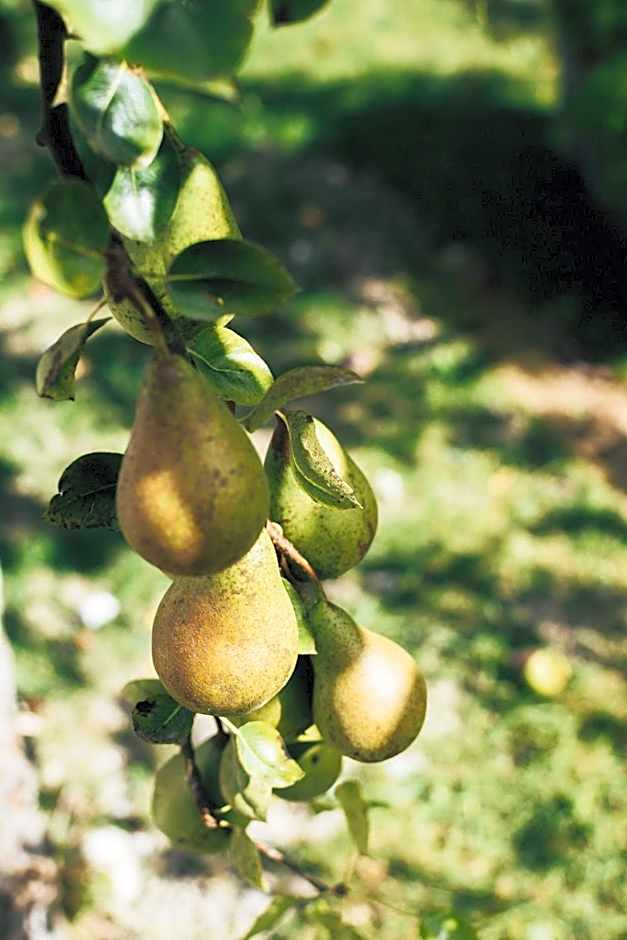 Chambres d'hôtes Le Clos d'Enhaut