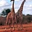 Tausa Tsavo Eco Lodge