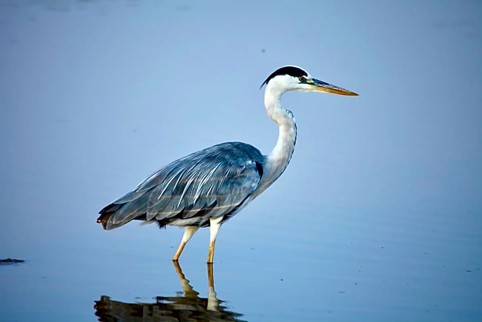 Ivory Wilderness River Rock Lodge